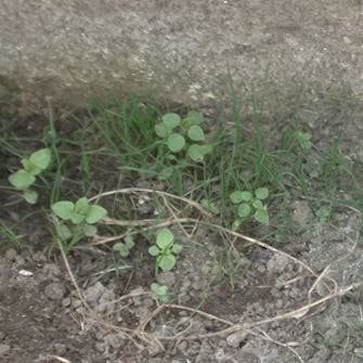 förbereda växthus förbereda växthus